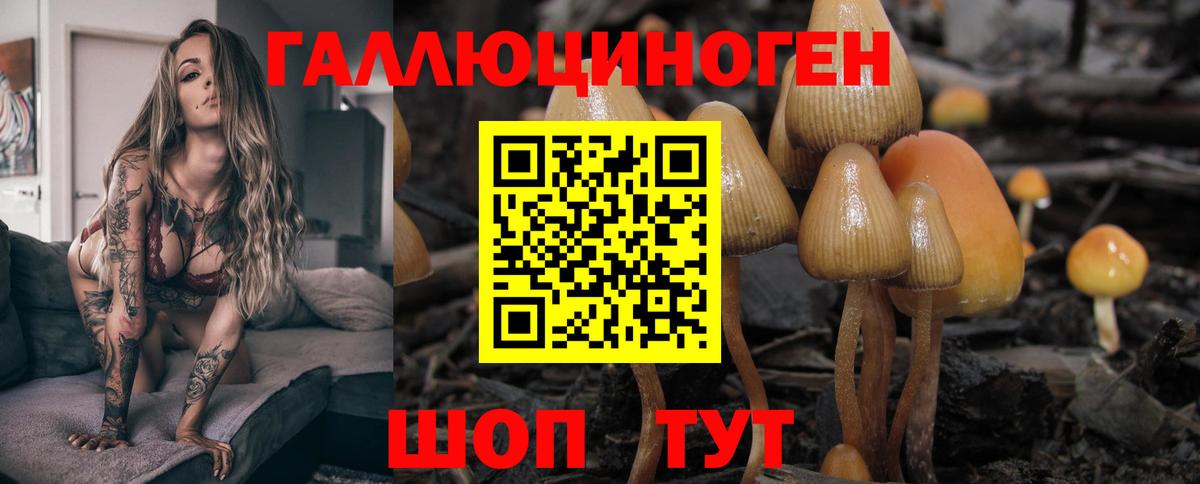 Галлюциногенные грибы Psilocybe Новотроицк
